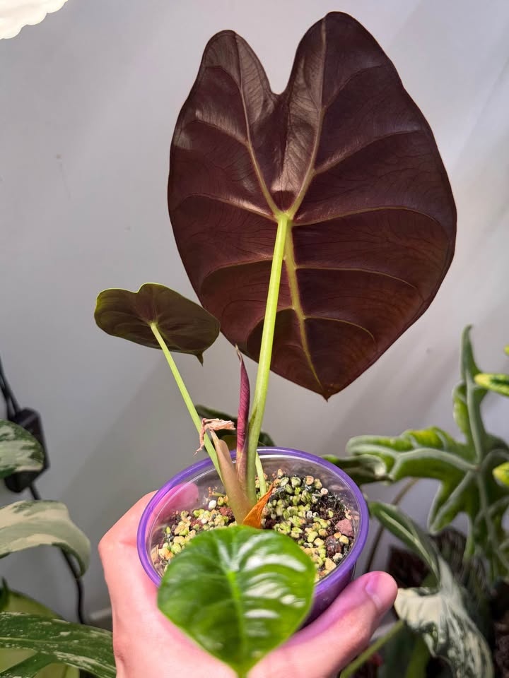 Alocasia golden bone - photo 3
