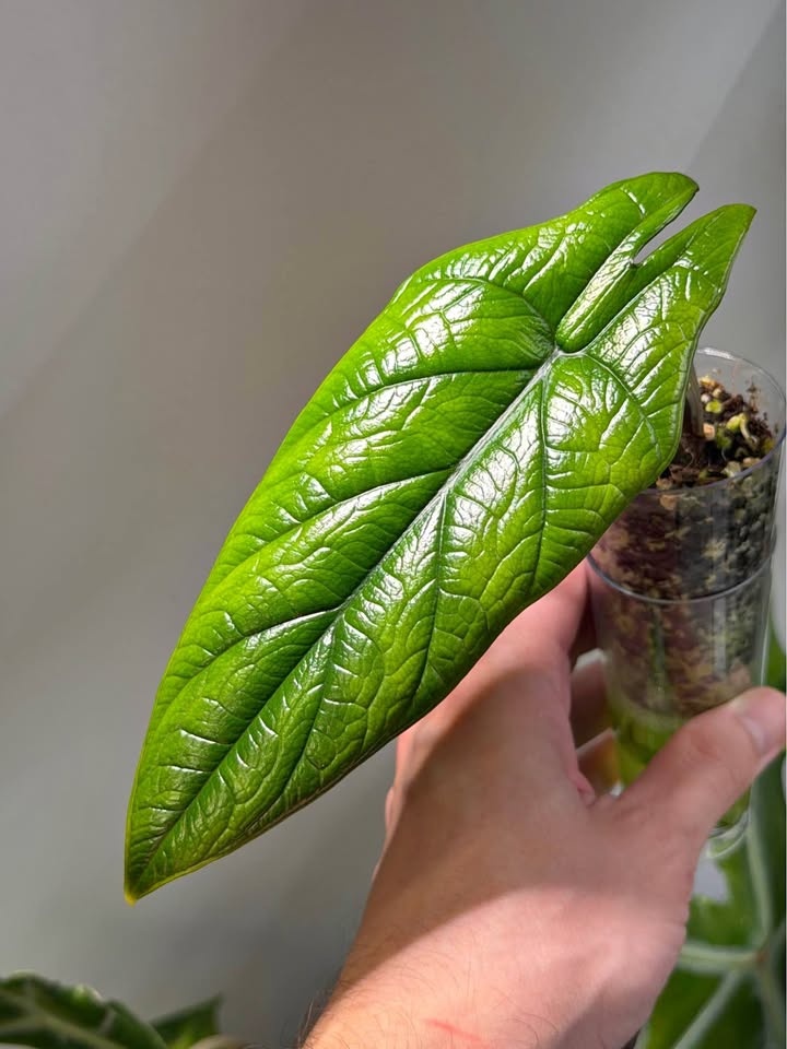 Alocasia scalprum