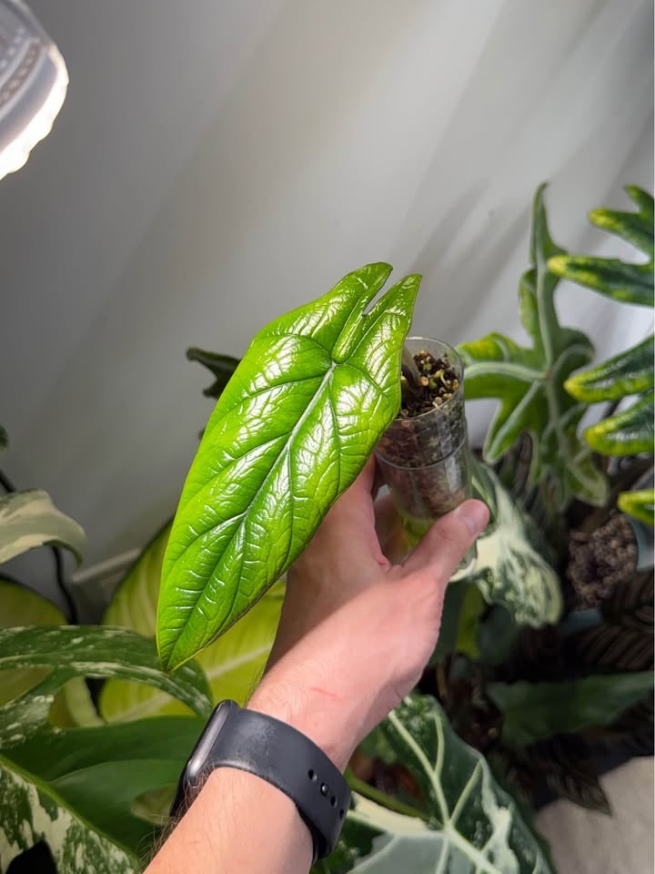Alocasia scalprum - photo 2