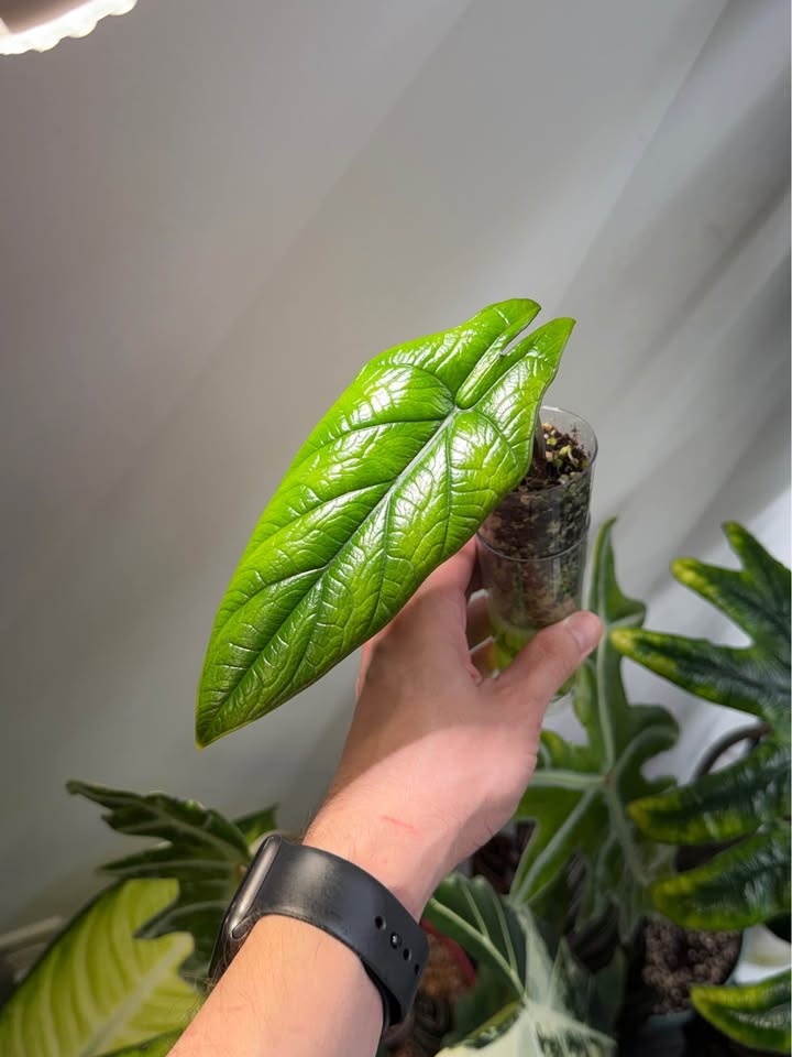 Alocasia scalprum - photo 3