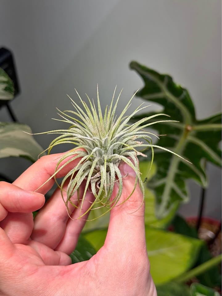 Air plant Tillandsia Ionantha
