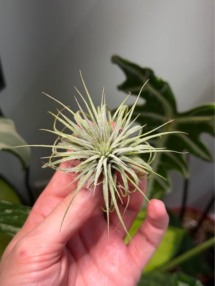 Air plant Tillandsia Ionantha - photo 2
