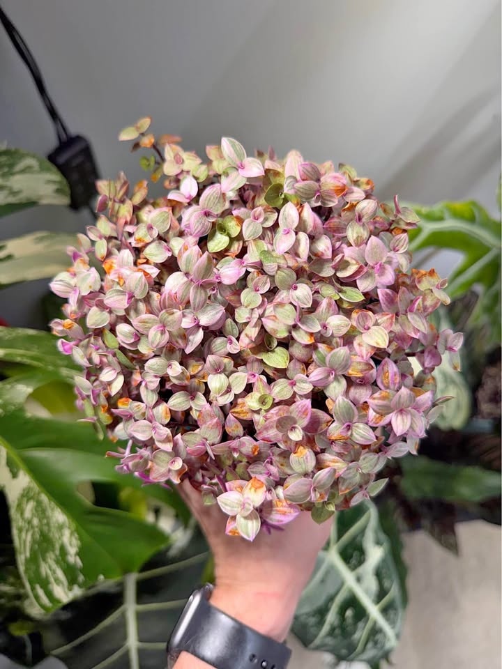 Callisia repens 'Pink Lady'