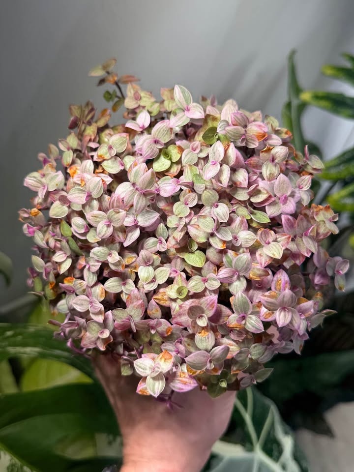 Callisia repens 'Pink Lady' - photo 2