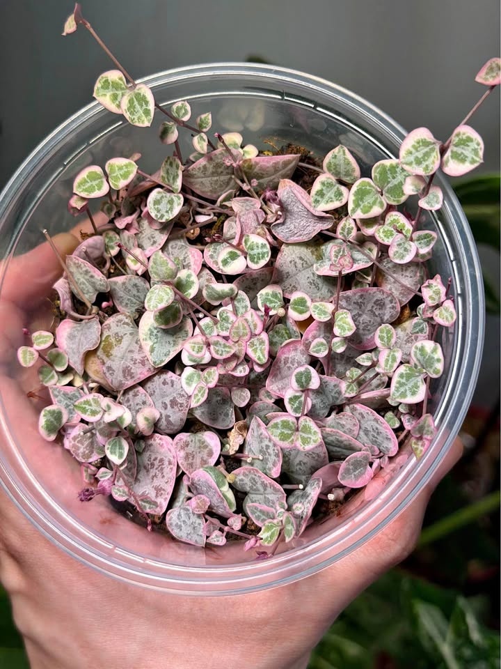 String of Hearts Variegata