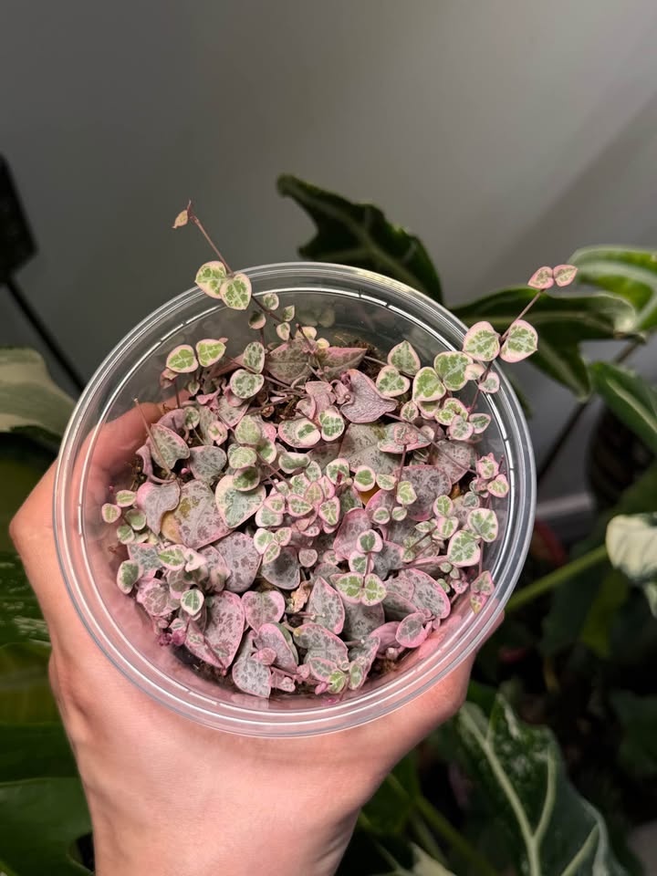 String of Hearts Variegata - photo 2