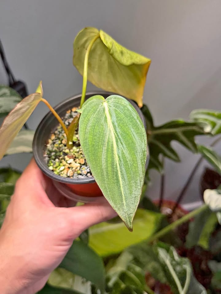Philodendron gloriosum