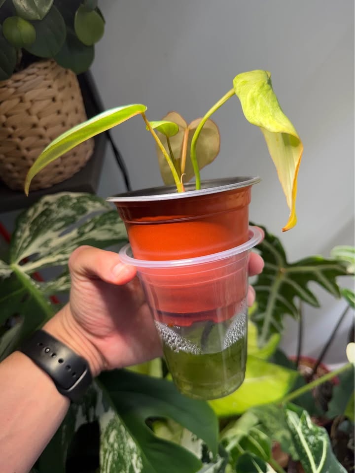 Philodendron gloriosum - photo 2