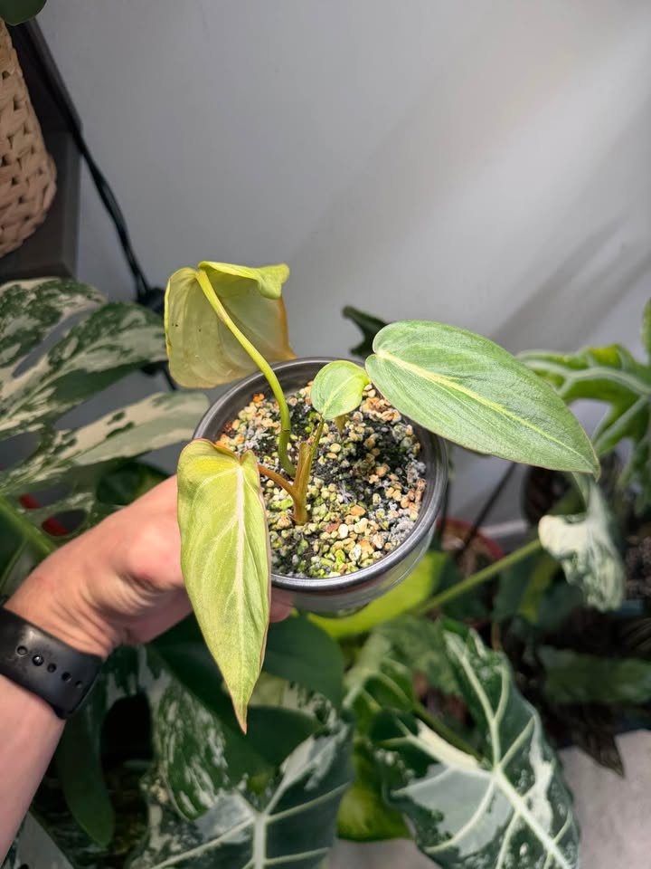 Philodendron gloriosum - photo 3