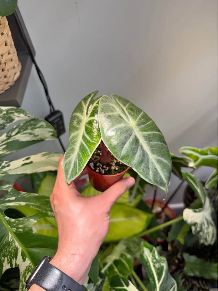 Alocasia pink dragon
