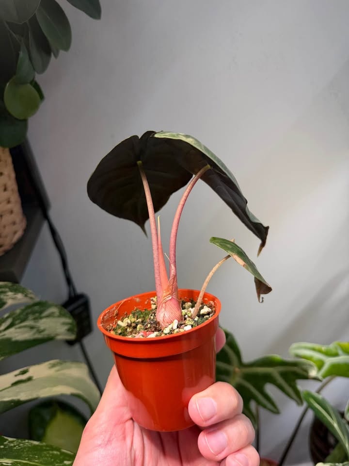 Alocasia pink dragon - photo 2