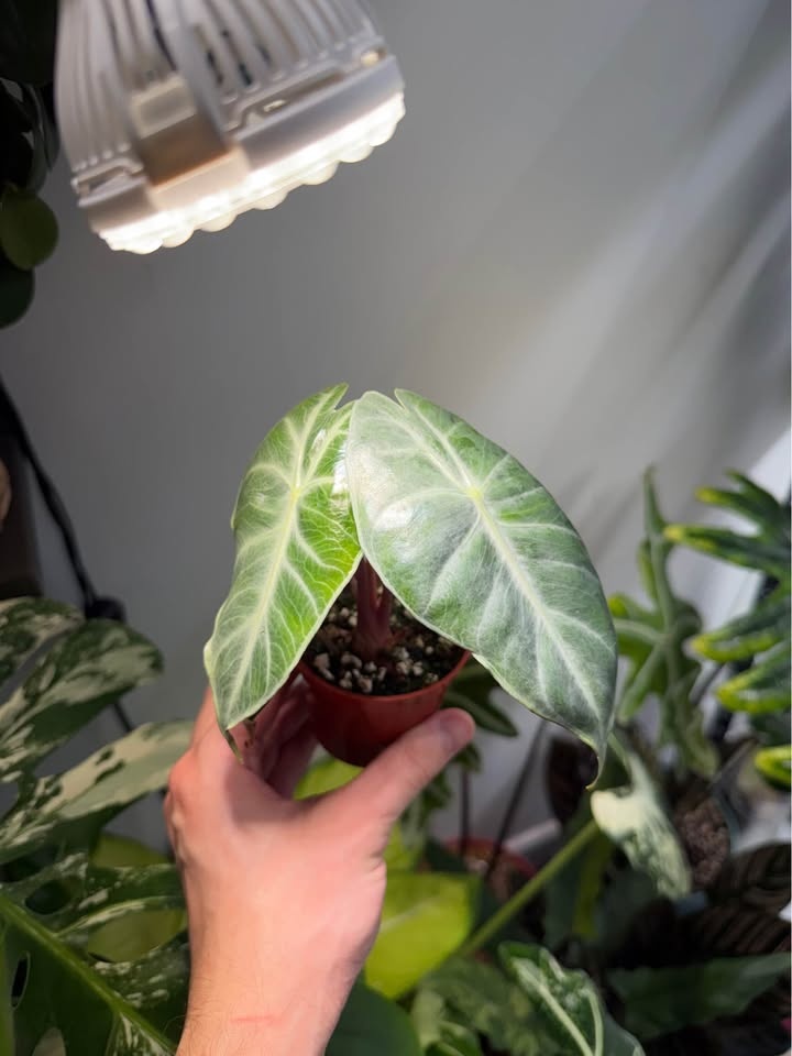 Alocasia pink dragon - photo 3