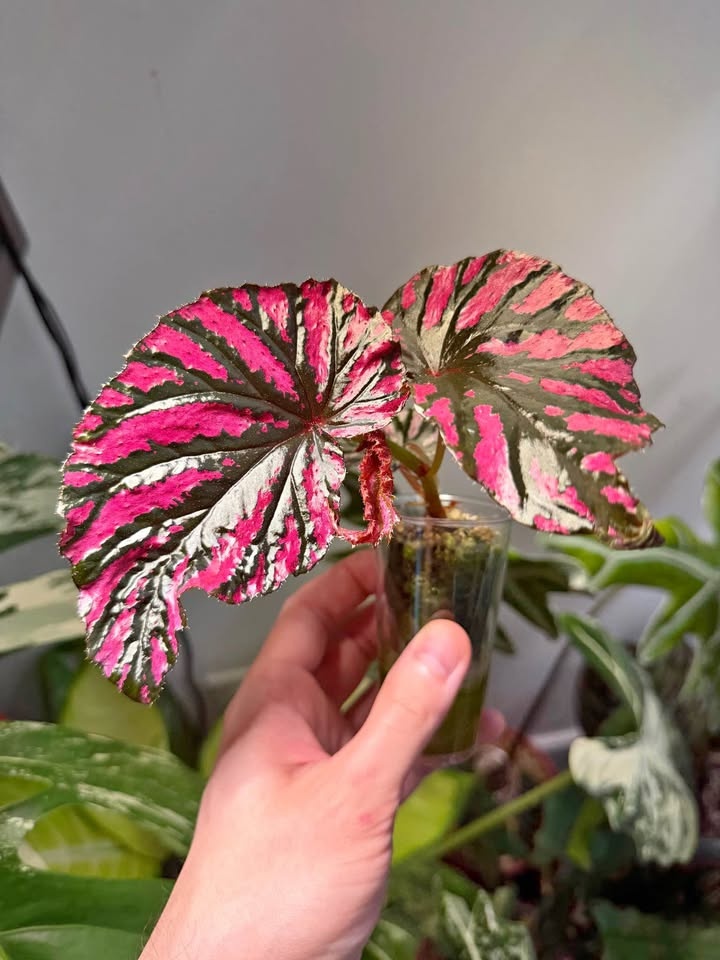Begonia Brevirimosa