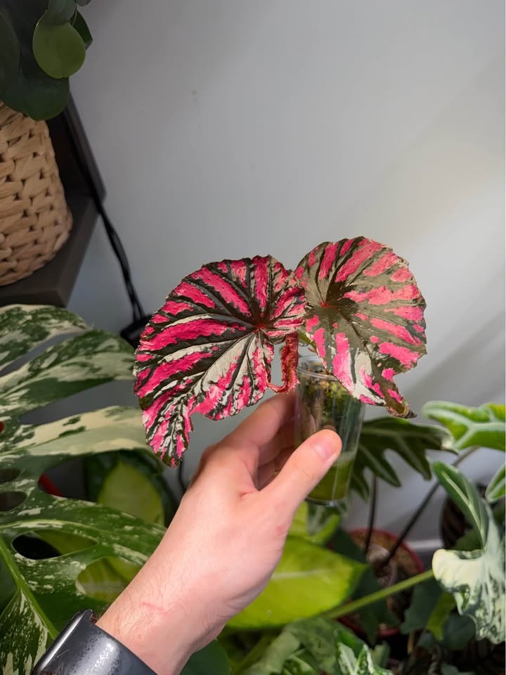 Begonia Brevirimosa - photo 2