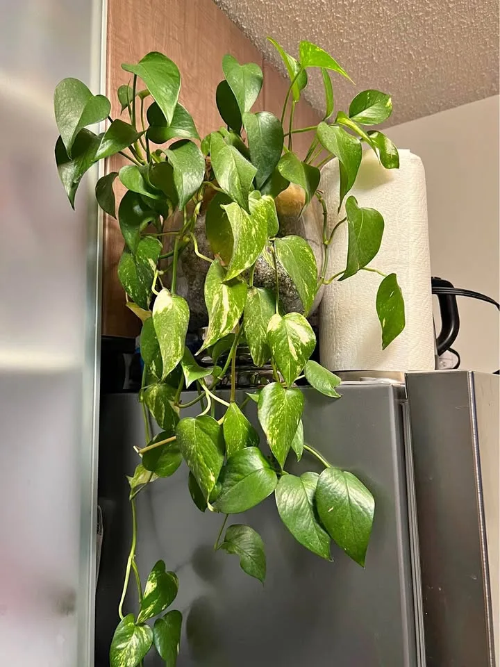 Heart Leaf Philodendron in Cristal Pot thumbnail