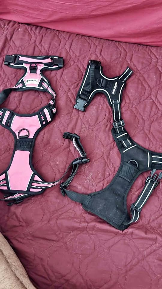 Dog Harness
