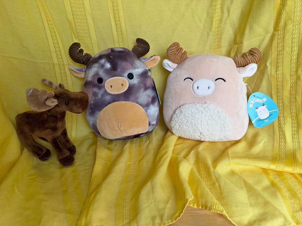 Looking Moosetacular! Squishmallow and Douglas co moose.