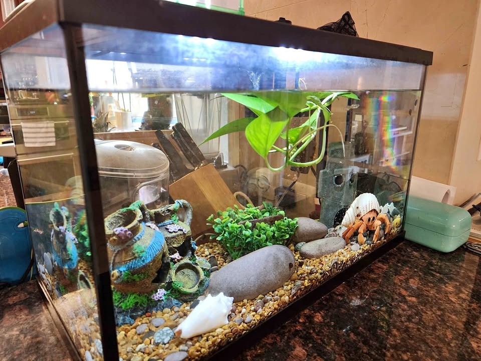 Complete Fish Tank Setup