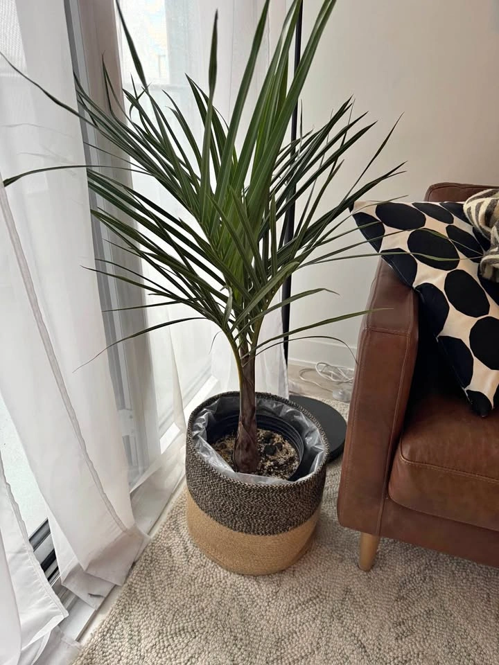Indoor Palm Plant in Decorative Basket Planter