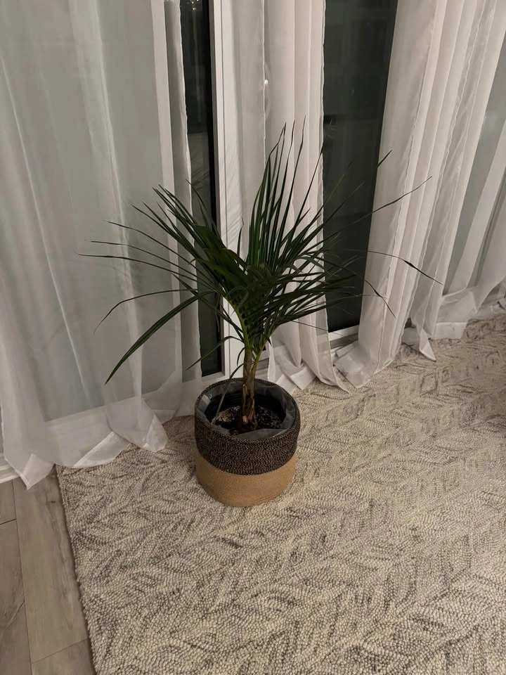 Indoor Palm Plant in Decorative Basket Planter - photo 2
