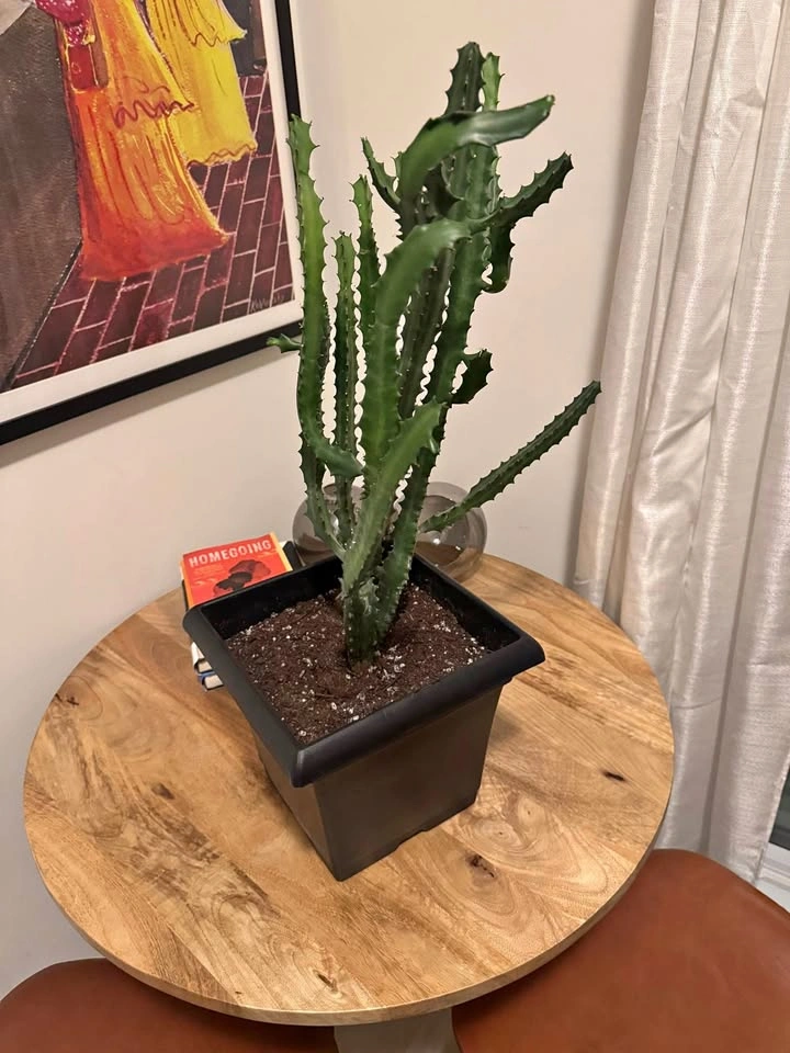 Cactus