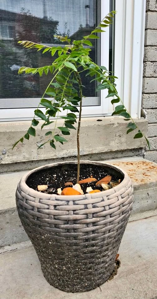4 yr old Curry Leaf Plant & mini Orange Plants (Organically Grow