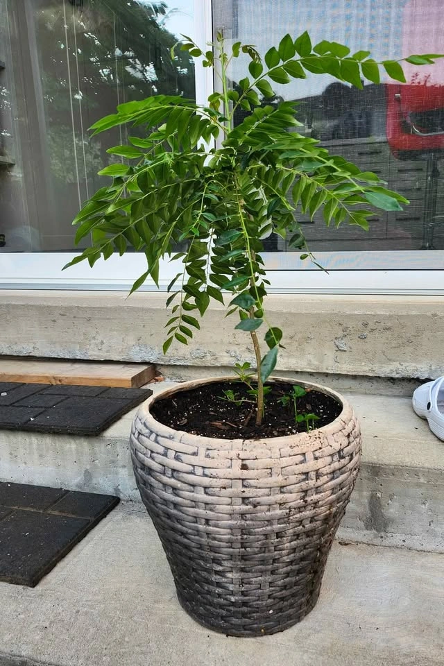 4 yr old Curry Leaf Plant & mini Orange Plants (Organically Grow - photo 2