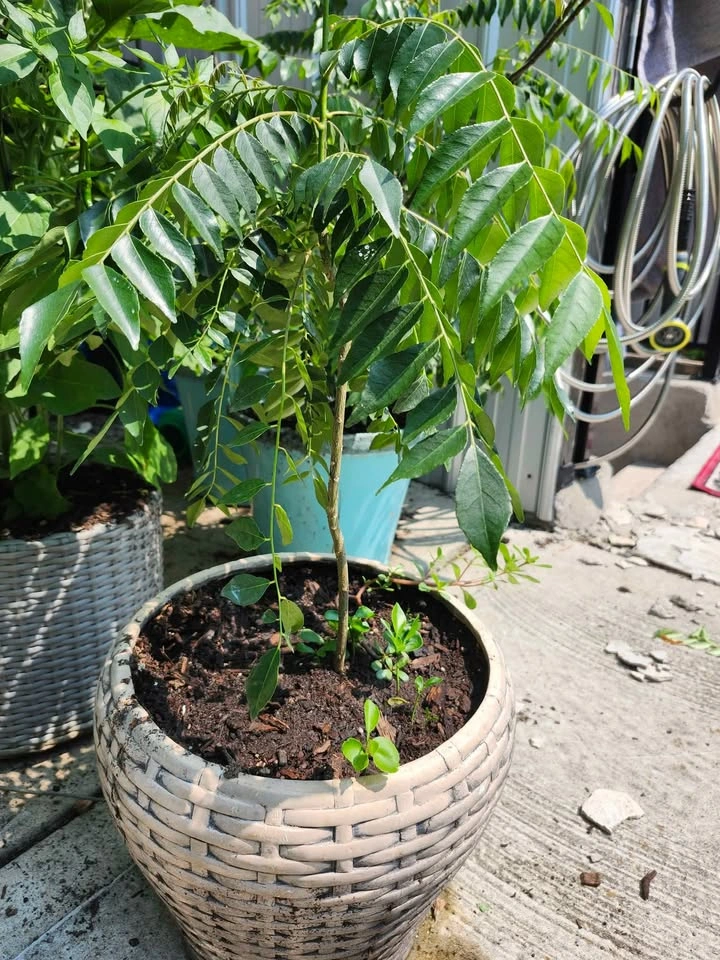 4 yr old Curry Leaf Plant & mini Orange Plants (Organically Grow - photo 3