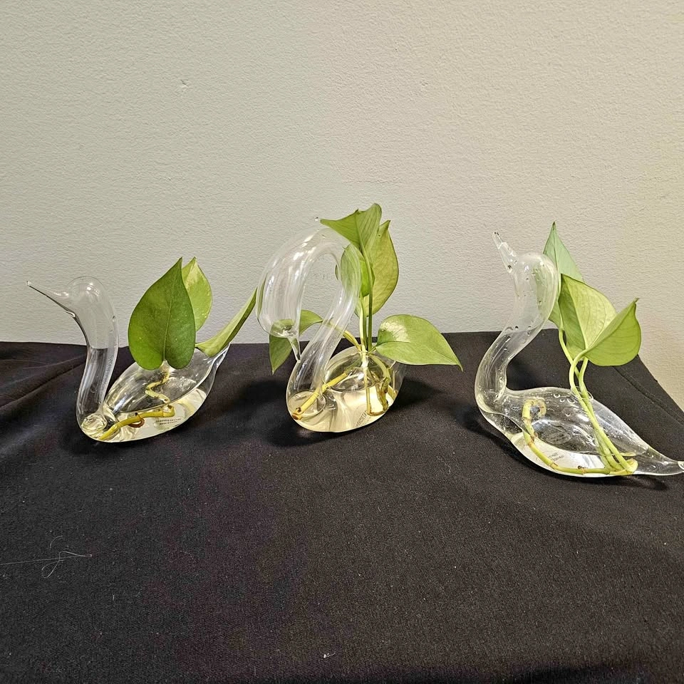 Glass Swan Plant Propagation Vase with Pothos Cutting