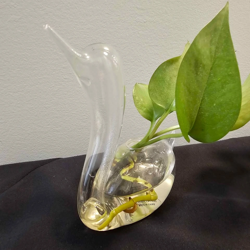 Glass Swan Plant Propagation Vase with Pothos Cutting - photo 2