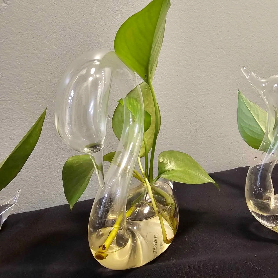 Glass Swan Plant Propagation Vase with Pothos Cutting - photo 3