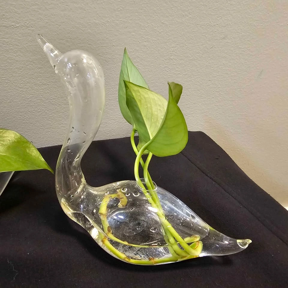 Glass Swan Plant Propagation Vase with Pothos Cutting - photo 4