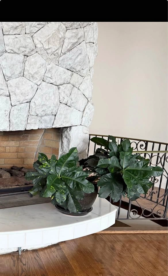 Droopy Croton Plant