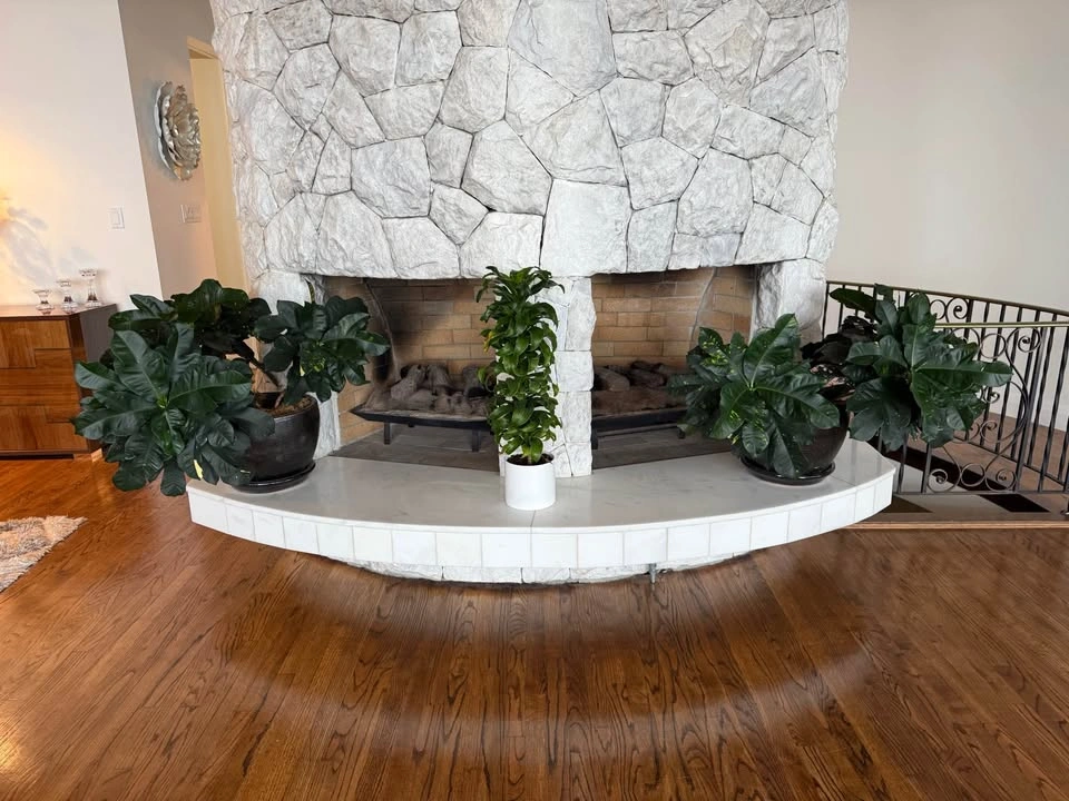 Droopy Croton Plant - photo 2