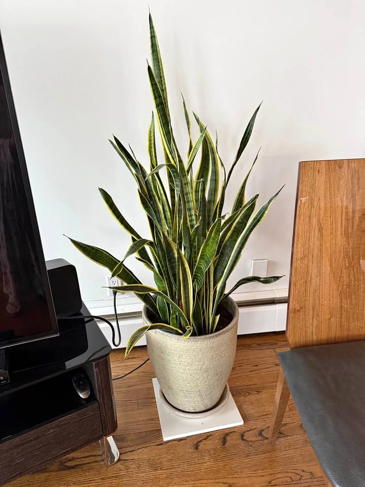 Snake Plant