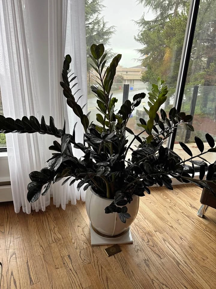Big ZZ Plant in White Ceramic Pot