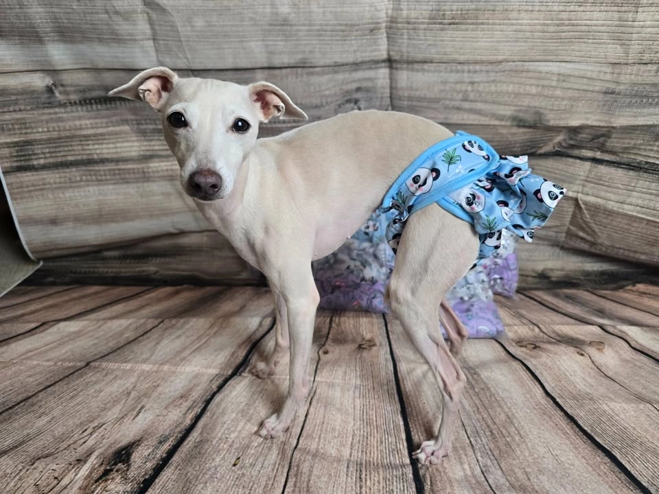 NEW Washable Dog Diapers Female - 3 Pack (Small) - photo 2