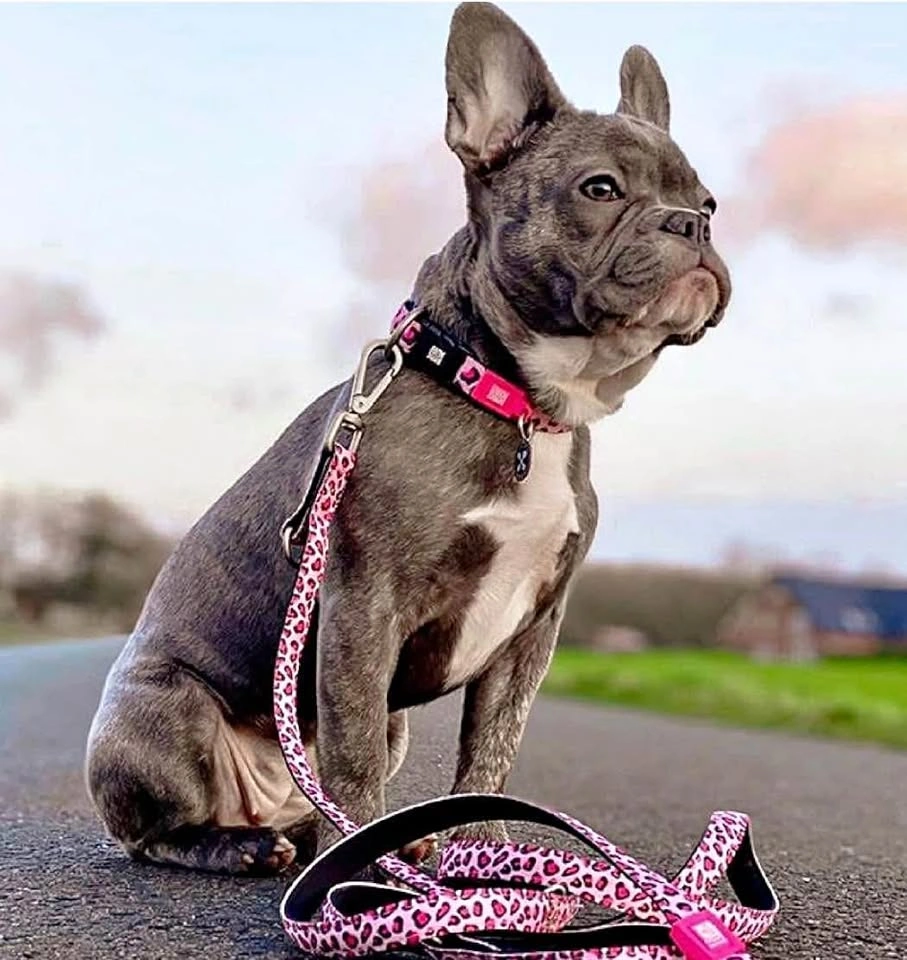 Max & Molly Pink Leopard Dog Leash - Small
