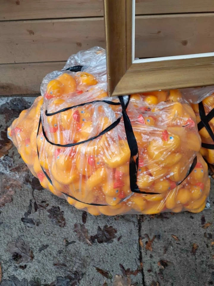Approximately 200-300 rubber ducks