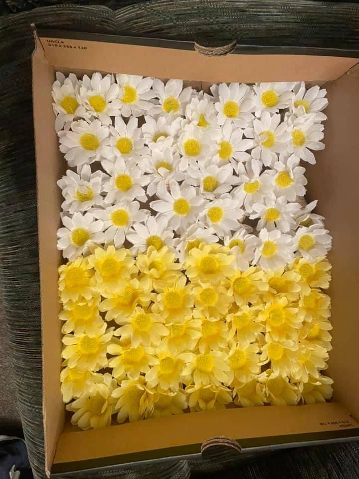 66 Daisy cork place cards + 19 unused corks - photo 3
