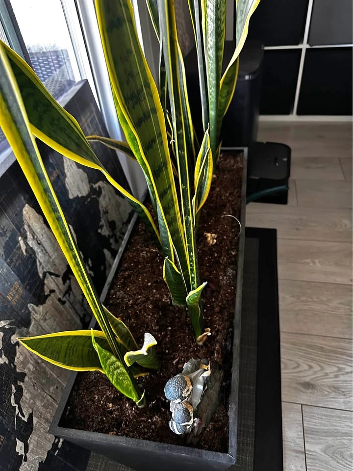 Planter box with healthy Snake plants