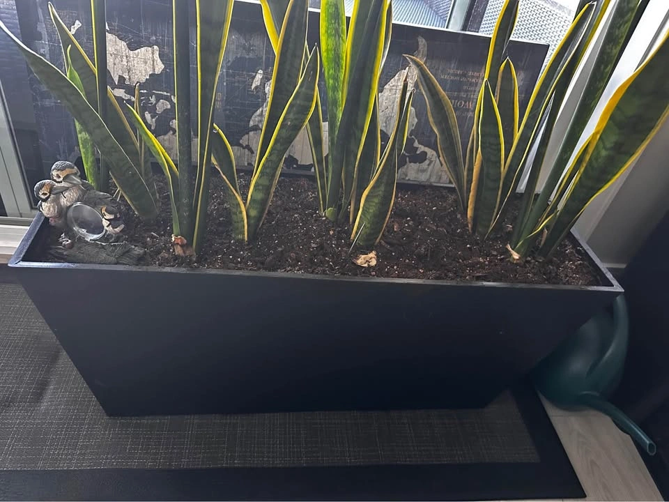 Planter box with healthy Snake plants - photo 2
