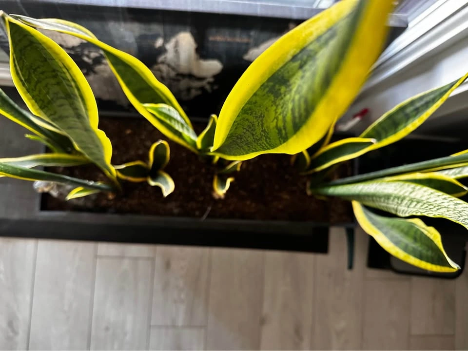 Planter box with healthy Snake plants - photo 3