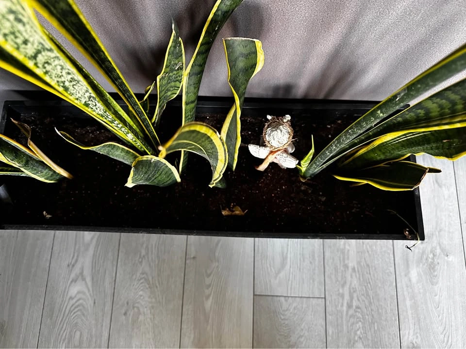 Planter box with healthy Snake plants - photo 5