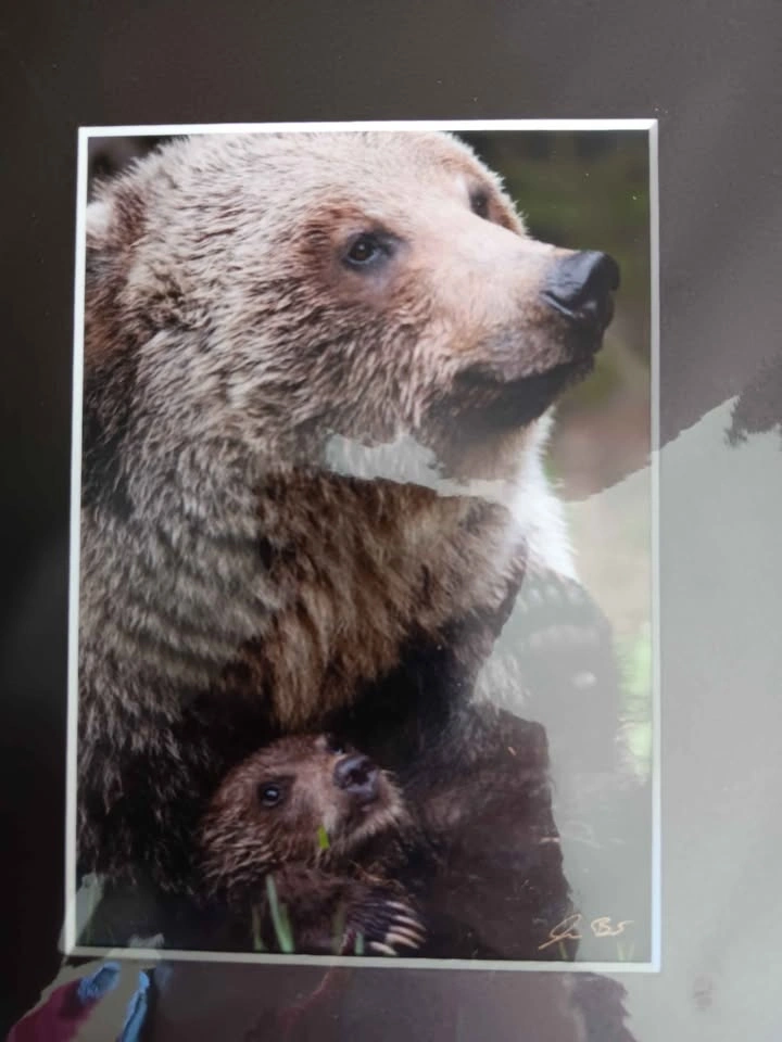 Grizzly Photograph - photo 3