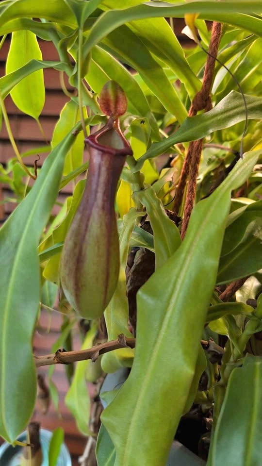Carnivorous Pitcher Plants (Ventrata)