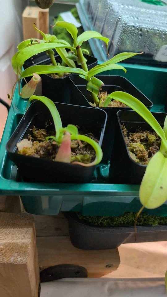 Carnivorous Pitcher Plants (Ventrata) - photo 2
