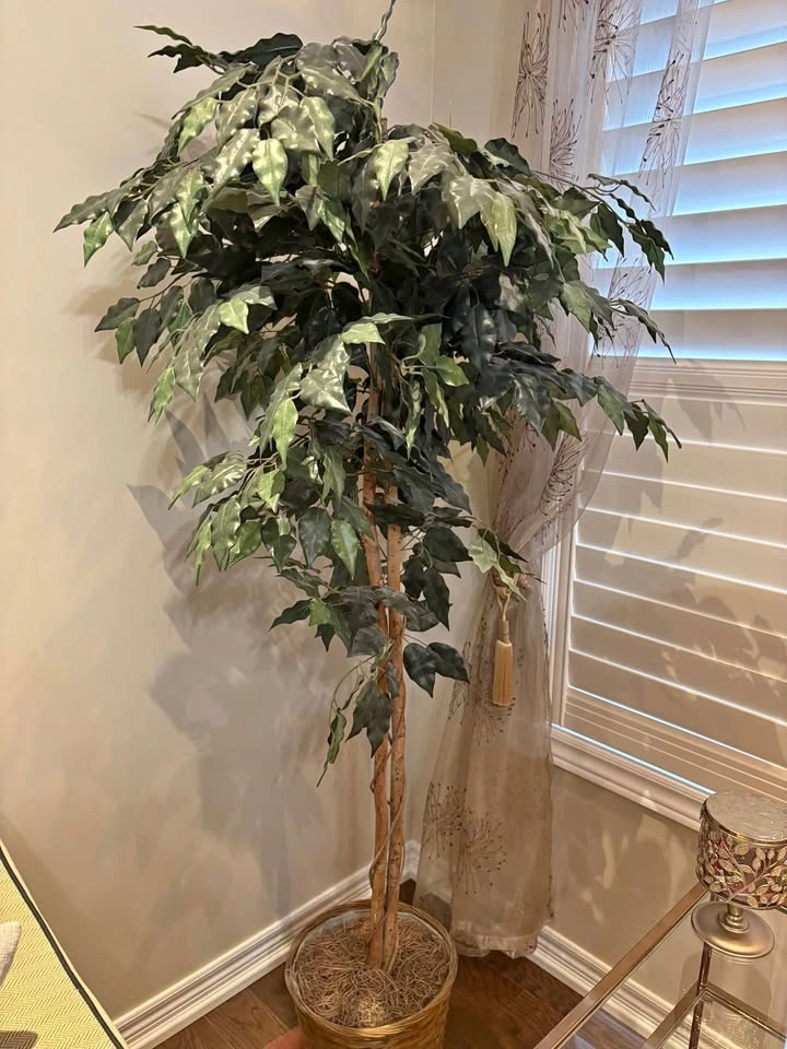 6FT Artificial Potted Ficus Tree