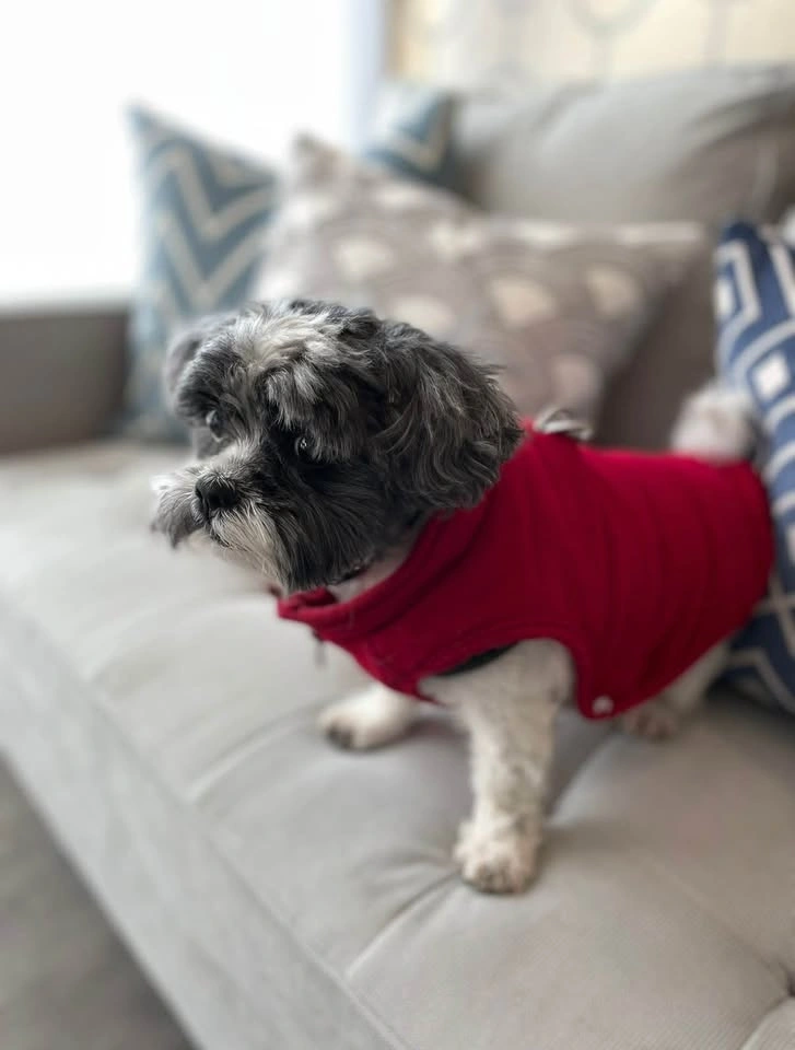 Red dog coat size small - photo 2