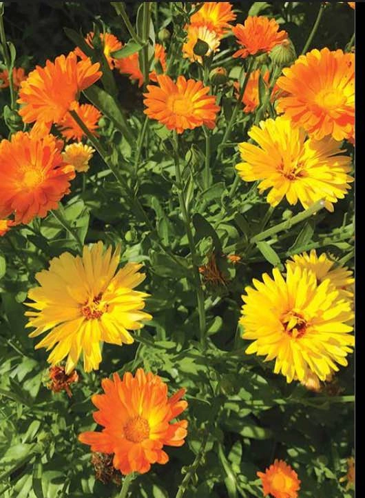 Flower seeds@Mississauga - photo 5